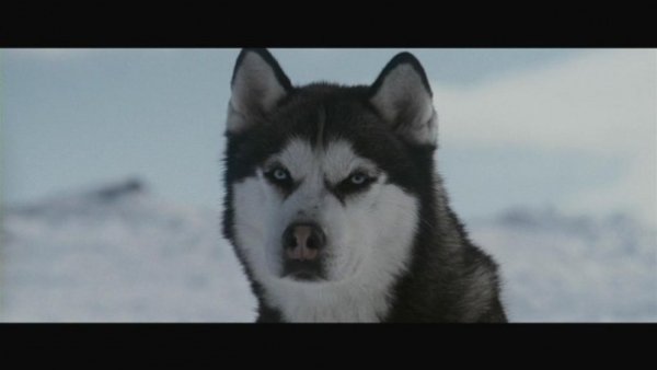 Хаски Макс белый плен