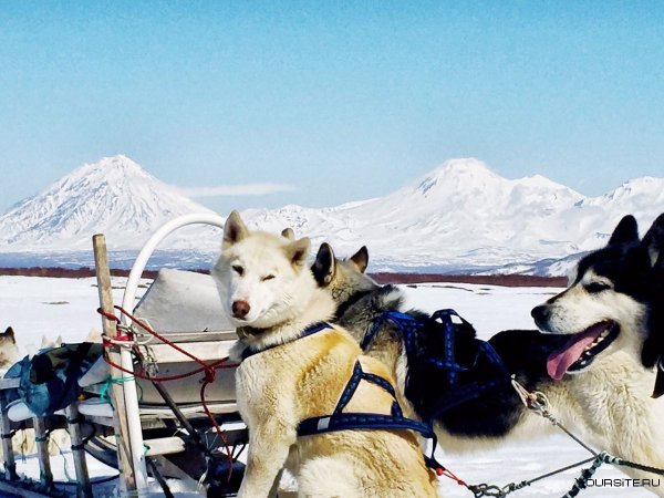 Снежные псы Камчатка