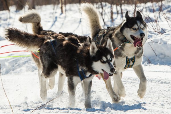 Хаски снежные псы