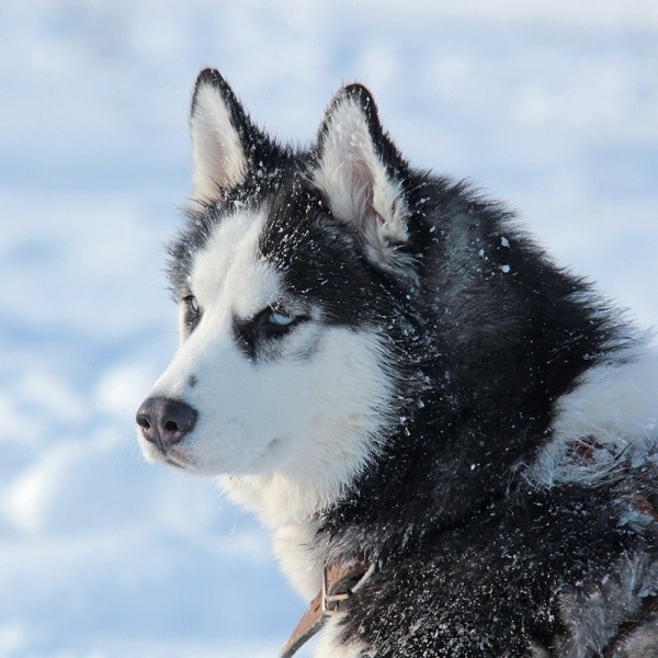 Порода хаски Рыжова