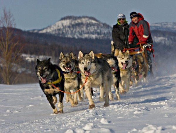 Камчатка гонка на собачьих упряжках