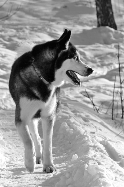 Снежные псы фильм 2002