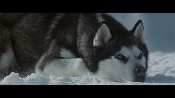 Белый плен фильм 2006