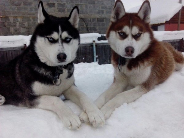 Хаски снежные псы