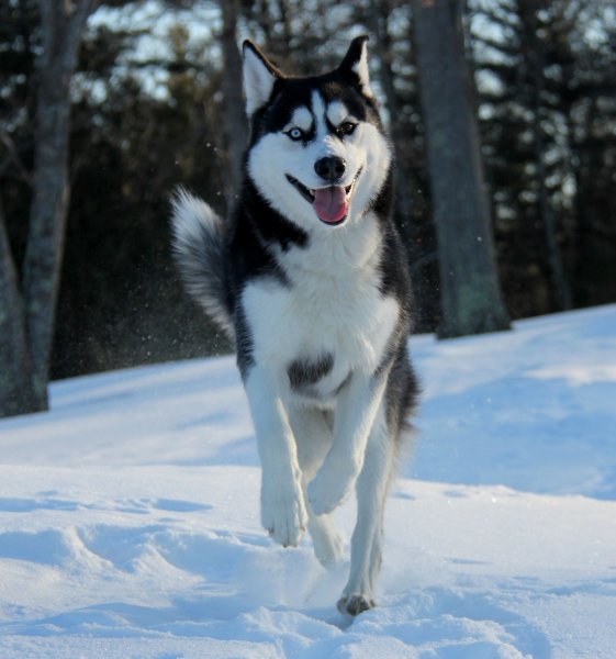 Хаски Макс из белого плена