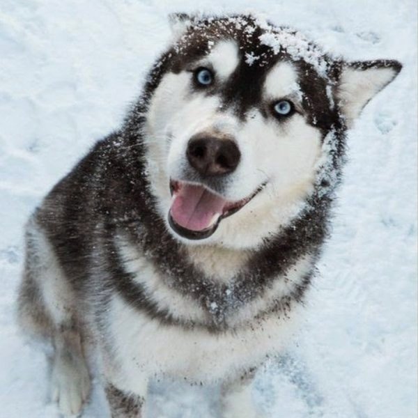 Собака хаски