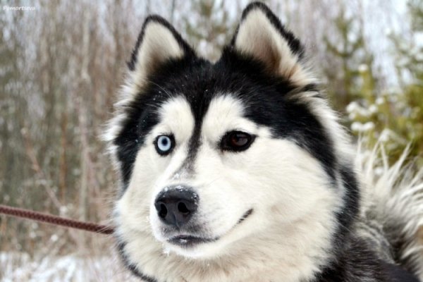 Снежные псы фото