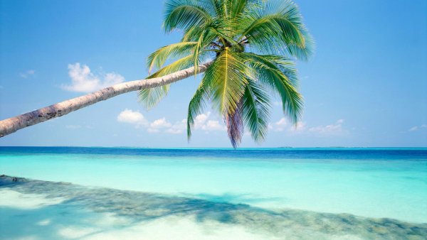 Море пальмы