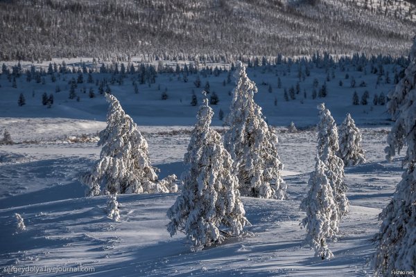 Ель Якутская