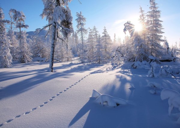 Тайга зимой