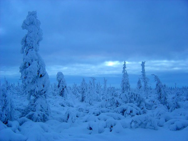 Суровый зимний пейзаж