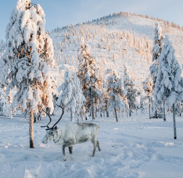 Оймякон лоси