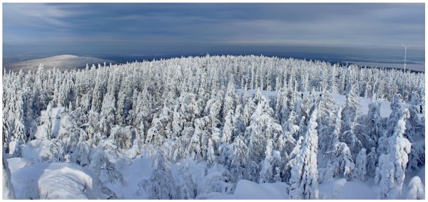 Тайга Западно сибирской равнины