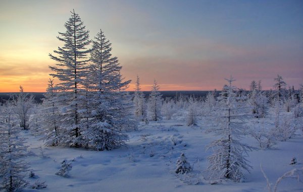 Северная Тайга Якутии