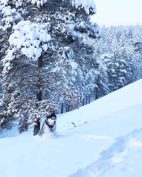 Зима в Сибири