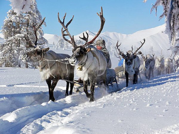 Якутия Оленьи упряжки