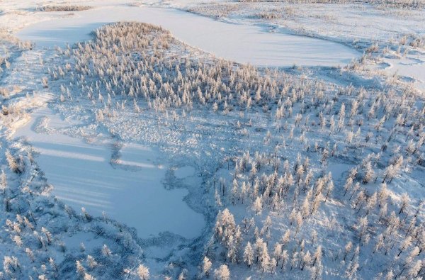 Природа тундра новый Уренгой