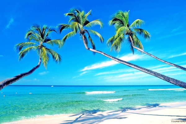 Остров Куросава Карибы