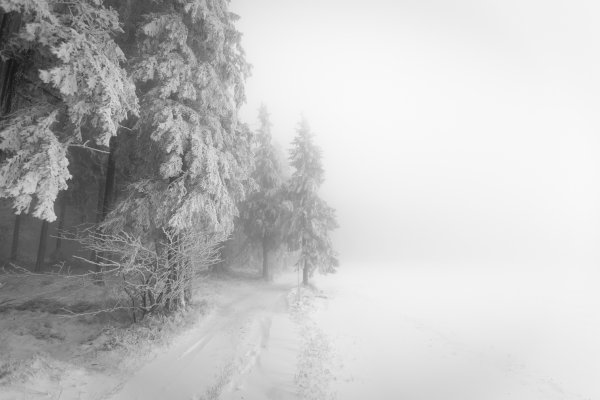 Вьюга в лесу