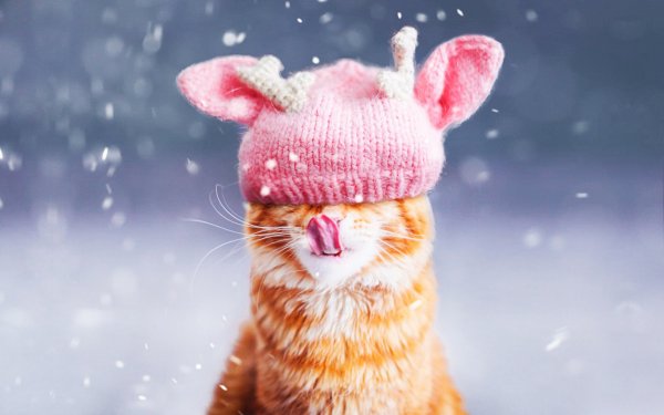 Кот в снегу