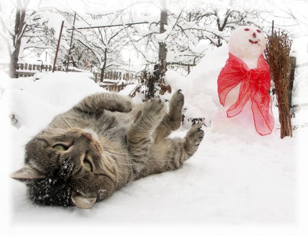 Зимние смешные коты