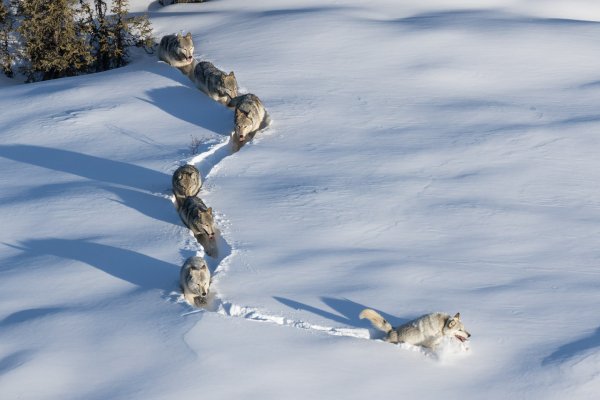 Шерстяной Волчара