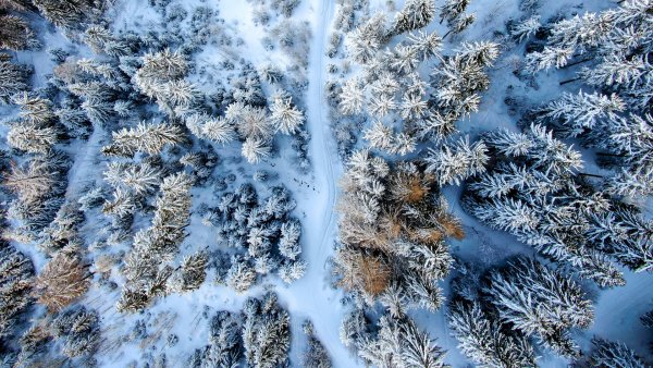 Снежный еловый лес вид сверху