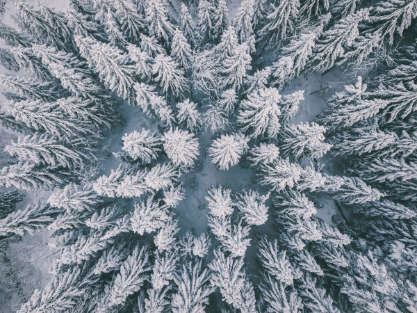 Зимний еловый лес сверху