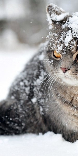 Кошки зимой
