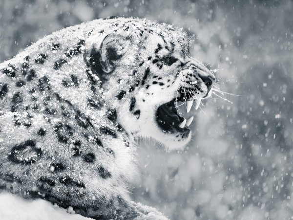 Снежный Барс Эстетика