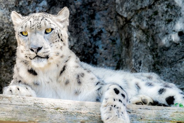 Снежный Барс белый