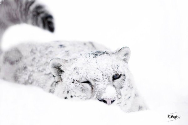 Снежный Барс в снегу