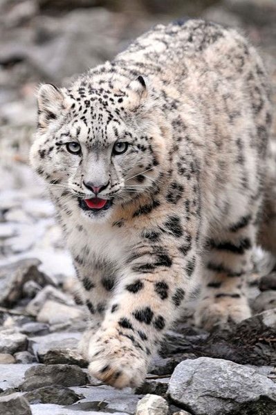 Снежный Барс (Ирбис, снежный леопард)