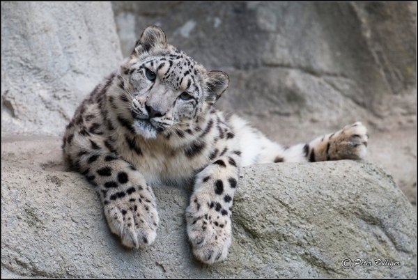 Осетинский снежный Барс