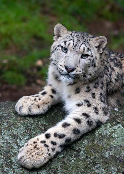 Снежный Барс uncia uncia