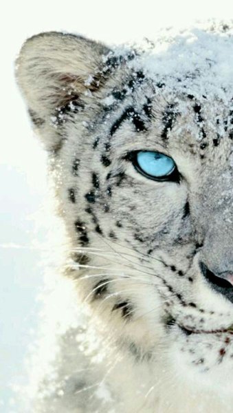 Снежный Барс анфас