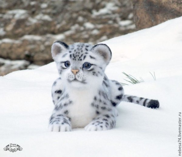Снежный Барс Барсик