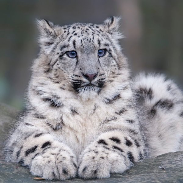 Снежный Барс Сибирский