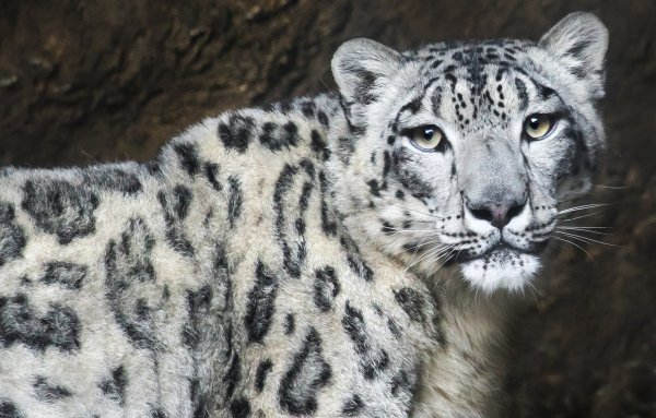 Путоранский снежный Барс