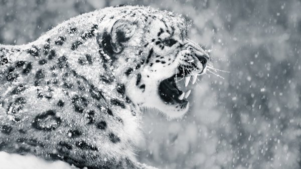 Снежный Барс Ирбис