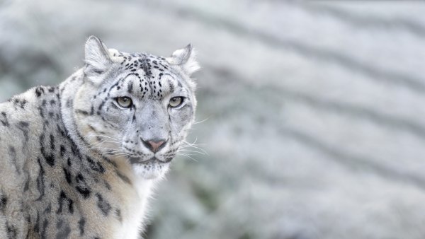 Порода Шанхайский Барс