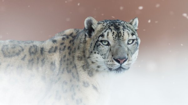 Снежный Барс белый