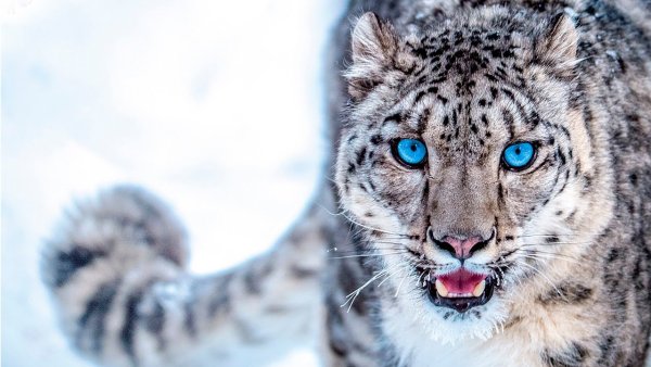 Гордый снежный Барс