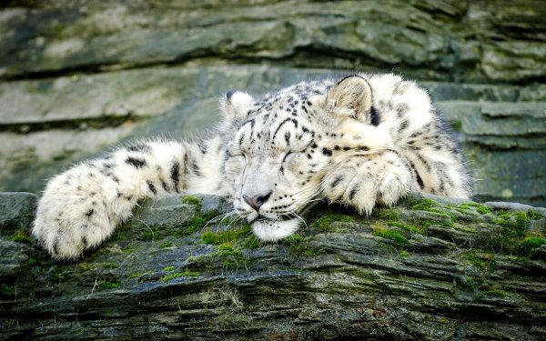 Снежный Барс альбинос