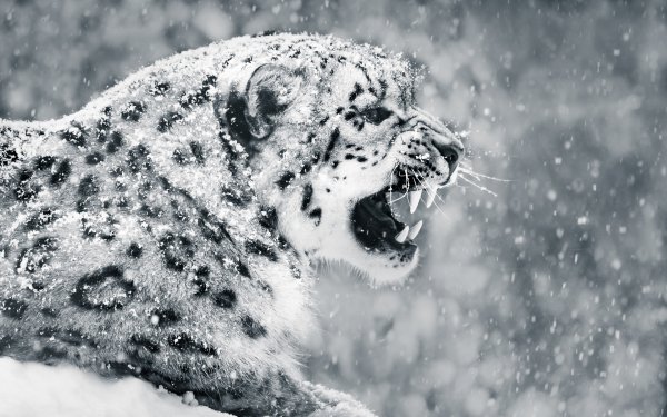 Снежный Барс Ирбис