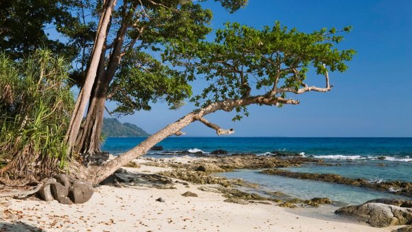 Дерево на острове