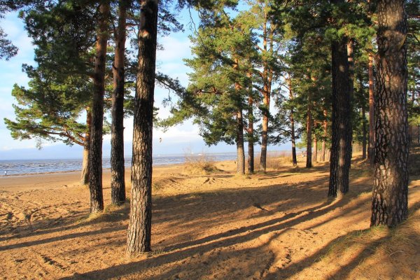 Сосновый Бор Ленинградская область пляж