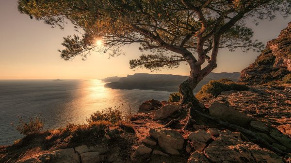 Дерево на берегу моря