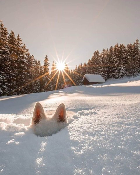 Снежное утро