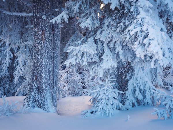 Сказочный зимний лес